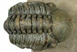 Detailed Reedops Trilobite - Atchana, Morocco #323696-3